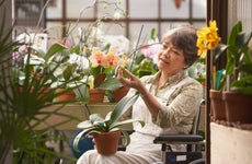 An elderly florist/shop owner sits in a wheelchair, tending to flowers in her greenhouse.