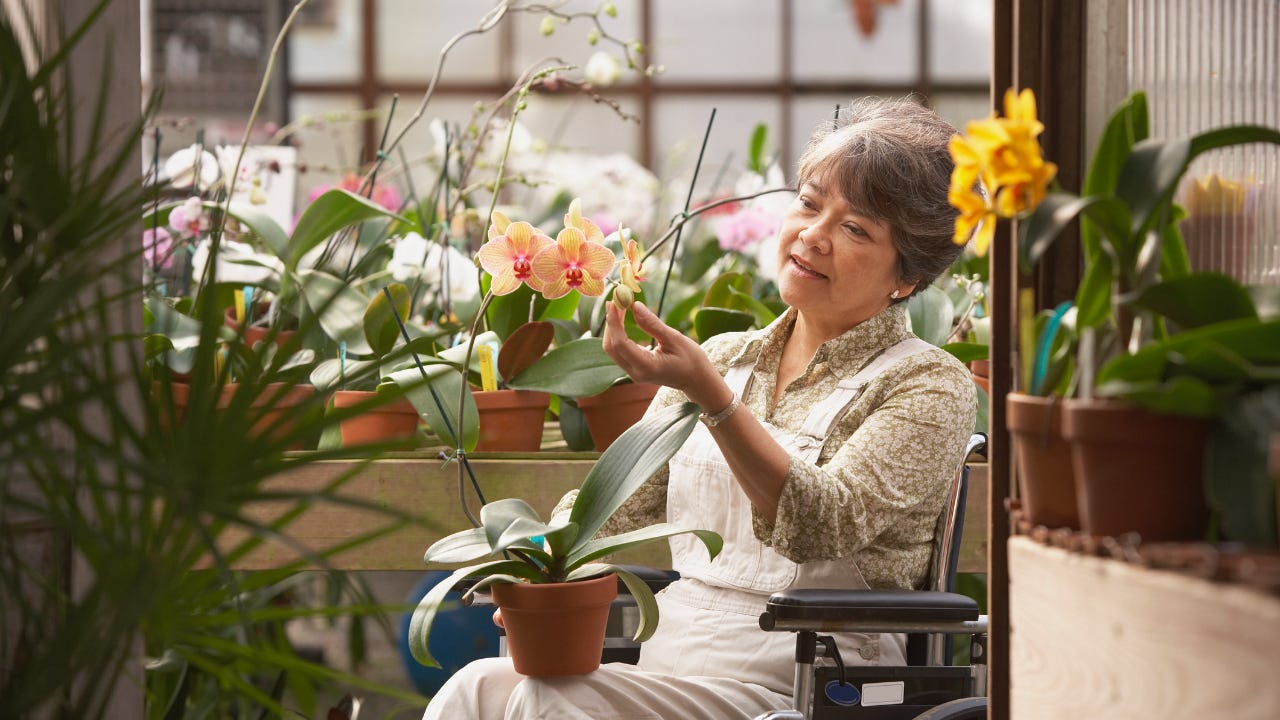 An elderly florist/shop owner sits in a wheelchair, tending to flowers in her greenhouse.