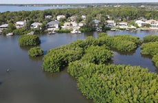 An aerial of mangroves environmental drone view