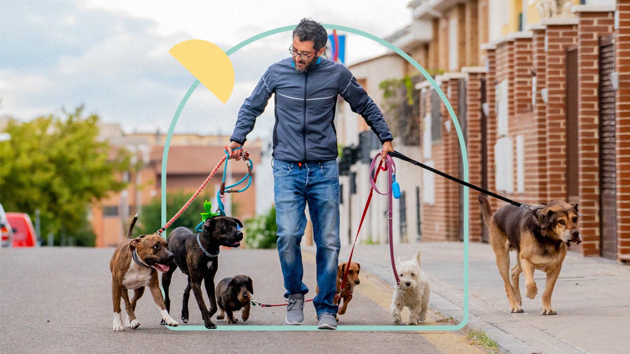 Professional dog walker with multiple dogs