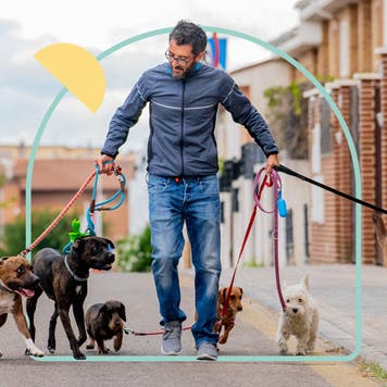 Professional dog walker with multiple dogs