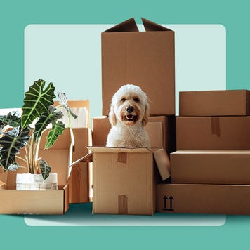 photo illustration of moving boxes and white dog