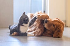 British shorthair and golden retriever playing