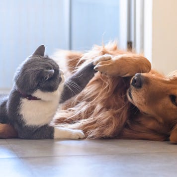 British shorthair and golden retriever playing
