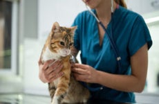 Close-up of female vet examining a kitten with stethoscope in vet clinic.