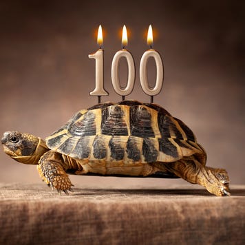 Tortoise turns 100 years old.