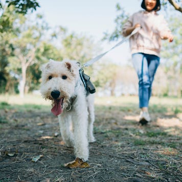 woman walking with her dog at the park