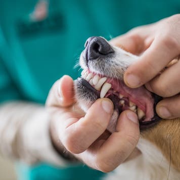 Close up of unrecognizable veterinarian examining dog's teeth at animal hospital.
