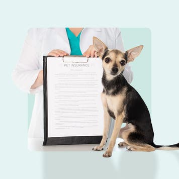 A dog sitting in front of a vet
