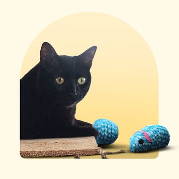 A cat sitting with toys