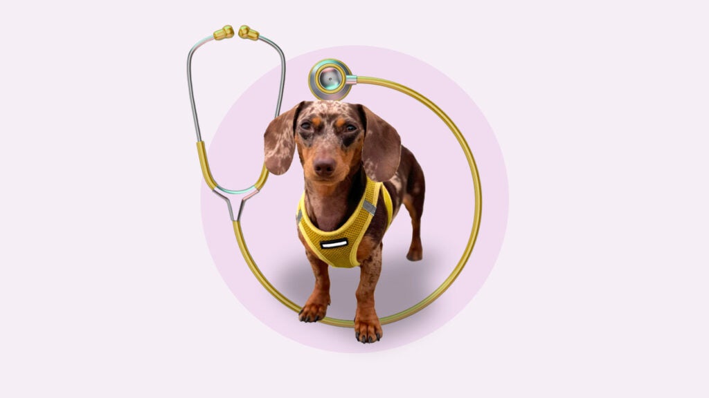 what-is-pet-insurance-and-do-you-need-a-policy-for-your-pet-bankrate