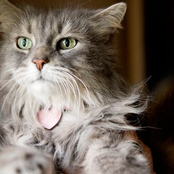 Aging long hair gray cat