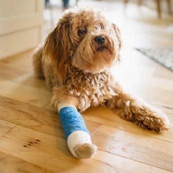 Labrador Poodle mix dog with a broken leg. He wears a blue cast while the bone heals.