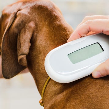 Vet checking chip implant on puppy dog
