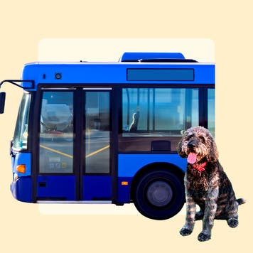 Design element with a bus with a dog sitting in front of it.