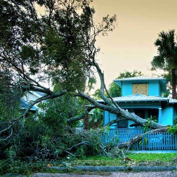 Hurricane Winds Knock Down An Oak Tree