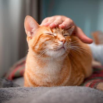 A young man petting an orange cat on a sofa