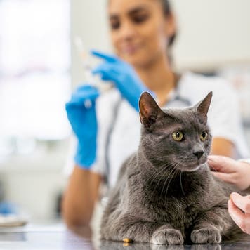 A female Veterinarian prepares a needle while an adult cat waits on her exam table for the immunization. The Vet is wearing scrubs and medical gloves for protection.