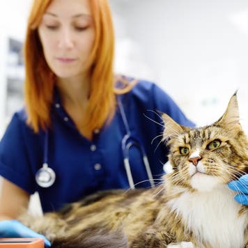 Vet measures a tomcat's blood pressure. Veterinarian doctor examining a Maine Coon cat at veterinary clinic.