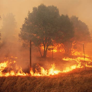 A forest fire in California