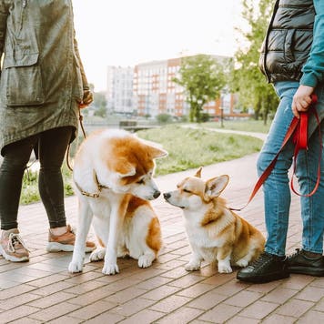 Two women and their dogs in a park