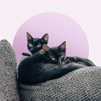 Image of two cats on cushions