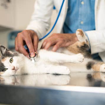 white and calico cat laying on table at a vet while a doctor checks its heart