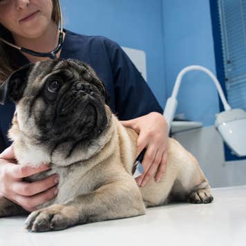 a pug dog at the vet