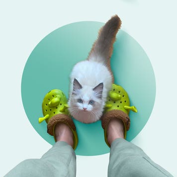 rag doll cat looking up at its owner