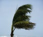 a palm tree blowing in a windstorm